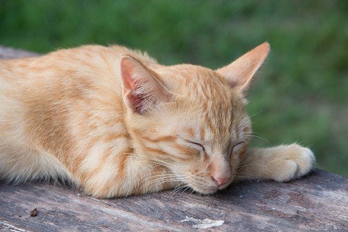 how do i know if my elderly cat is suffering