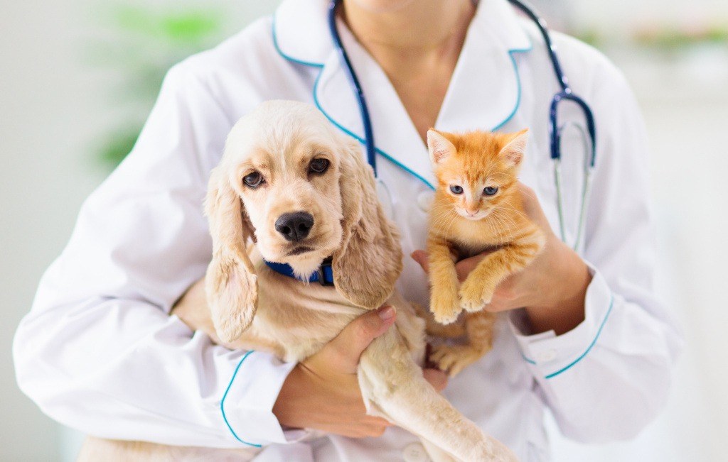 how do mobile vets work