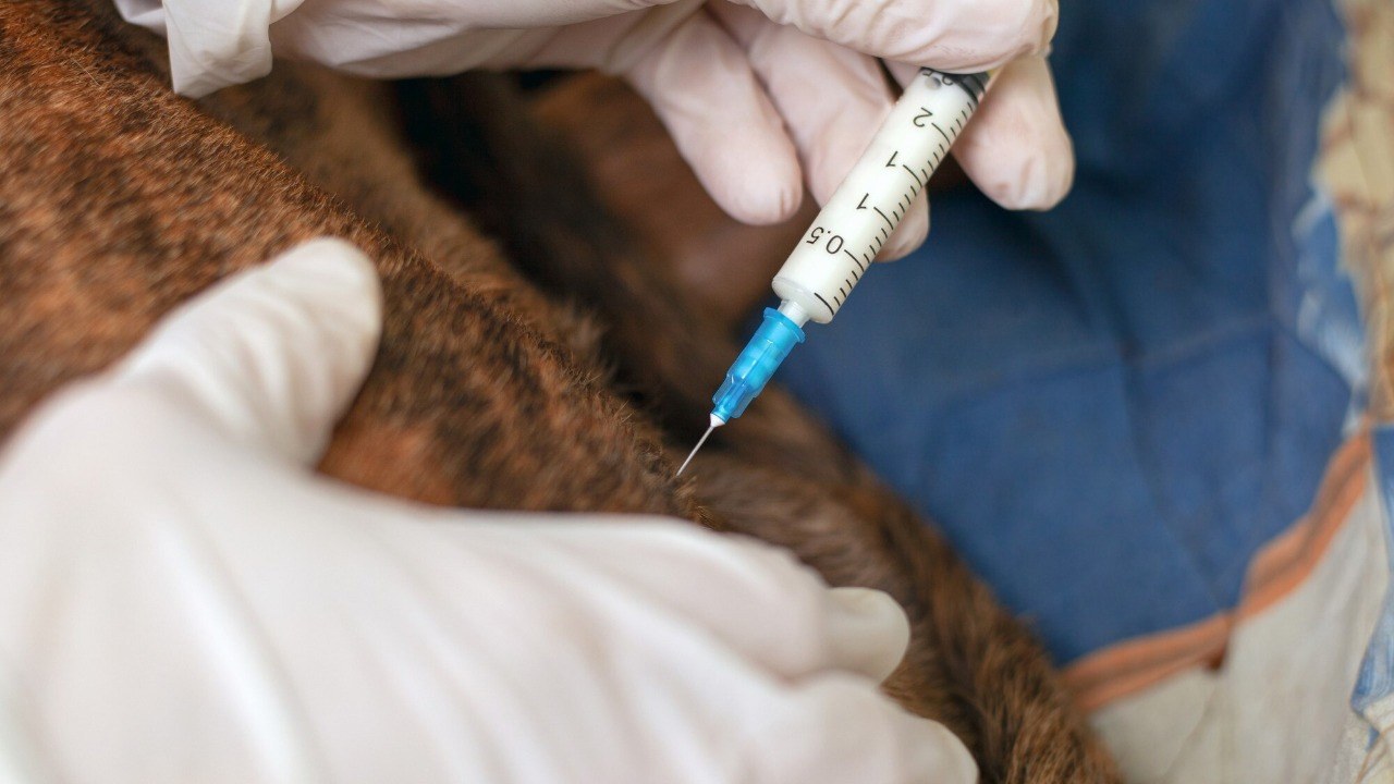 solensia injections for cats