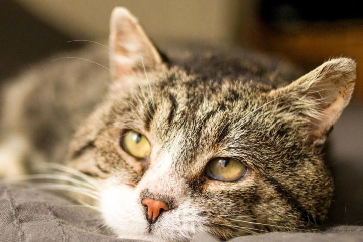 what are the symptoms of cat dementia