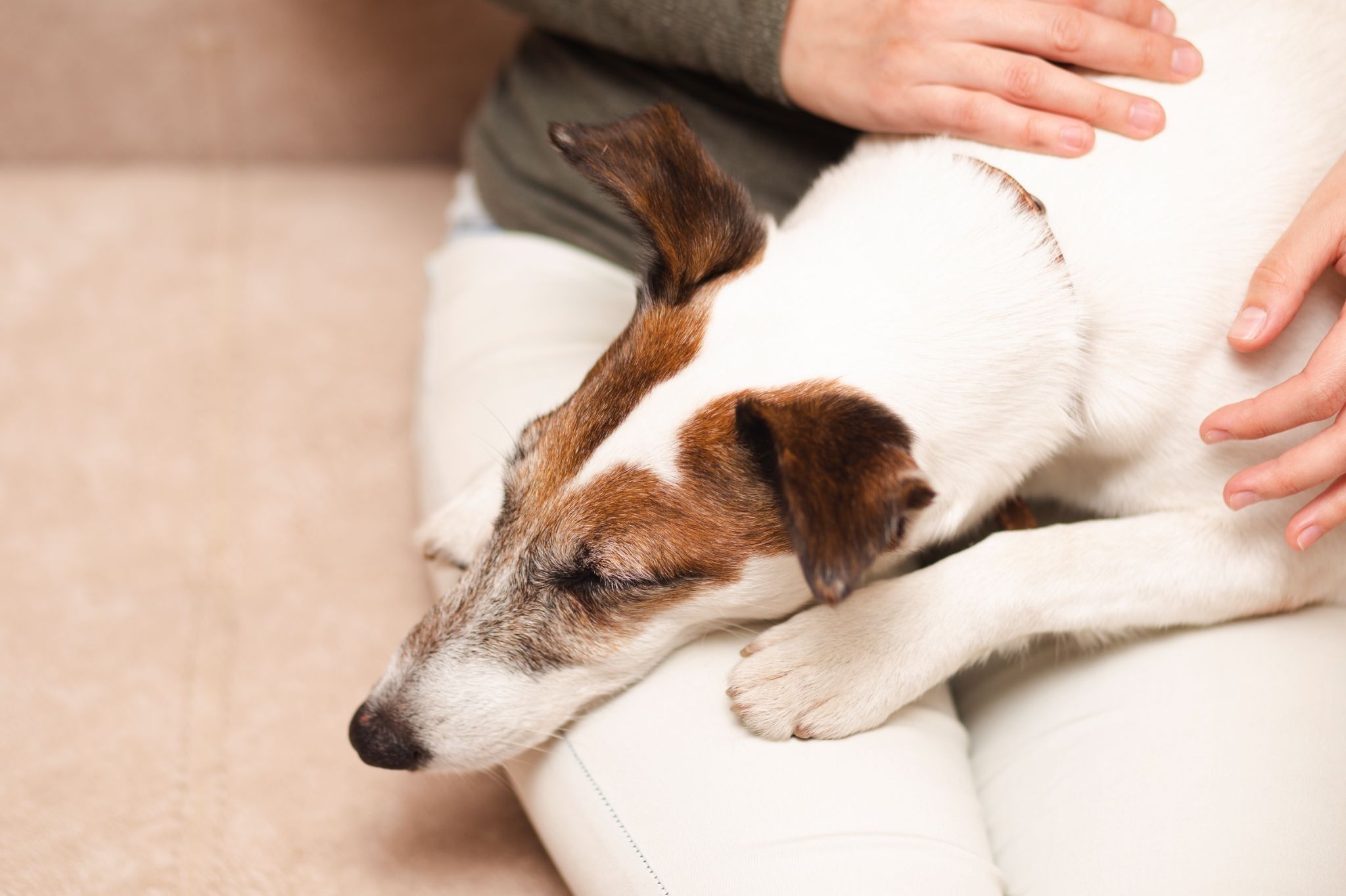 dog pain relief