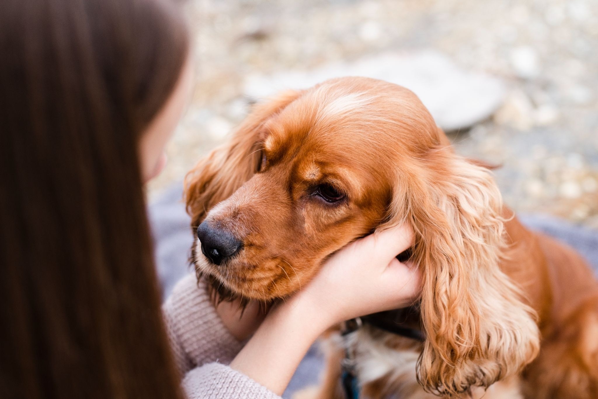 pet loss grief