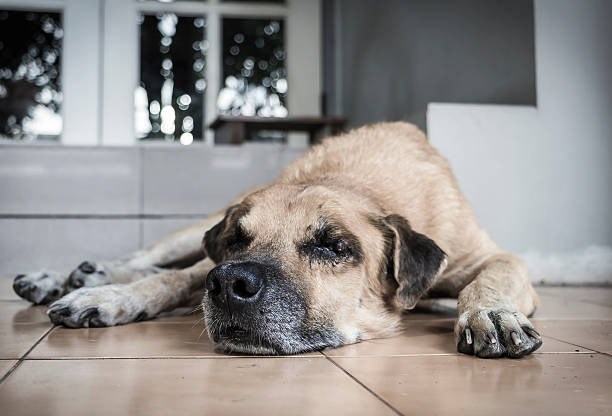 senior dog hind leg weakness