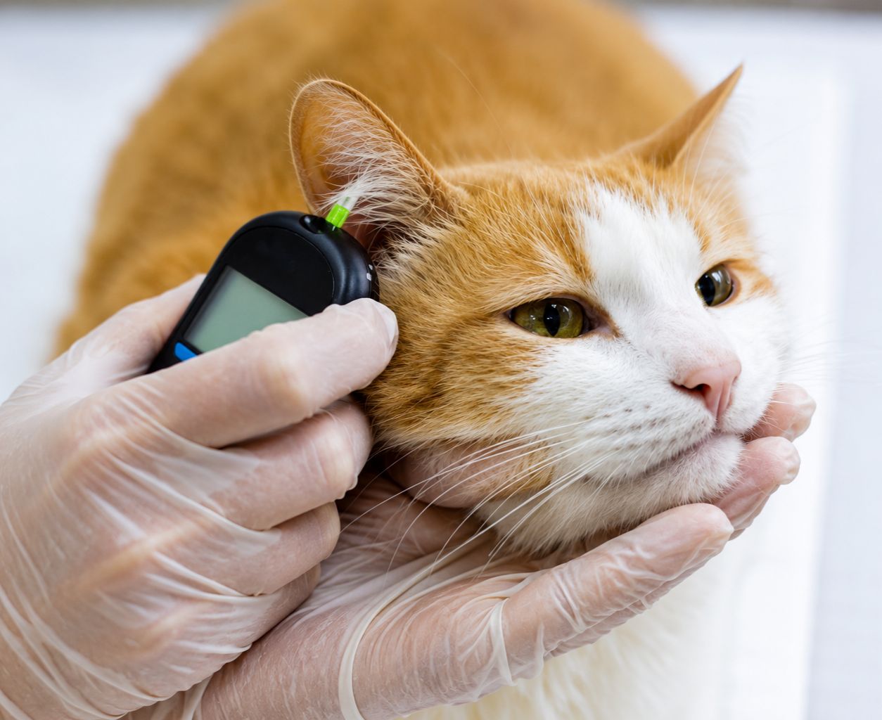 symptoms of diabetes in cats
