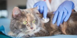 Kidney Failure in Cats