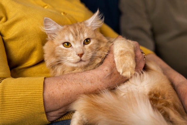 hospice care for cats