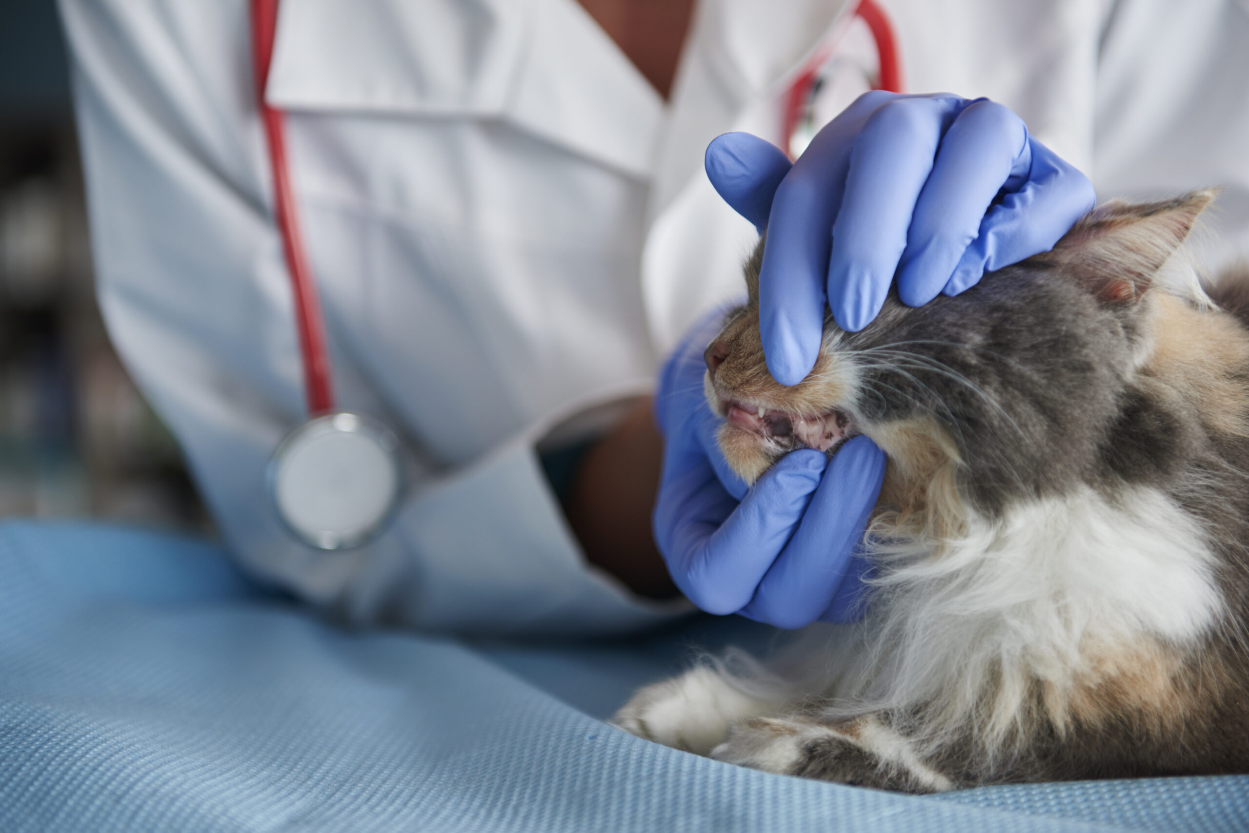 signs of dental disease in cats