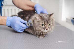 what causes high blood pressure in cats