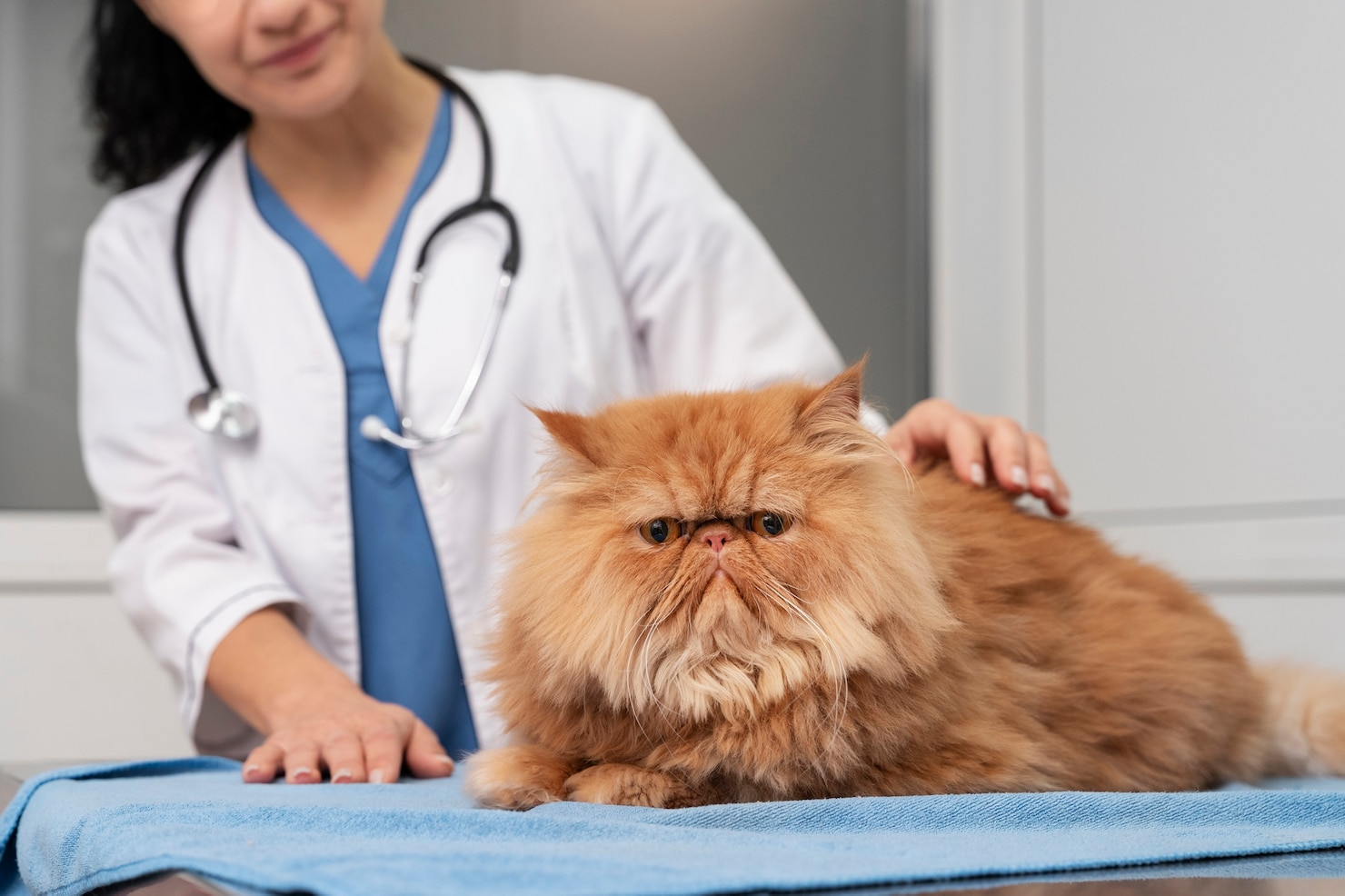senior cat wellness exam
