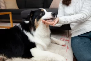 what is hospice care for dogs