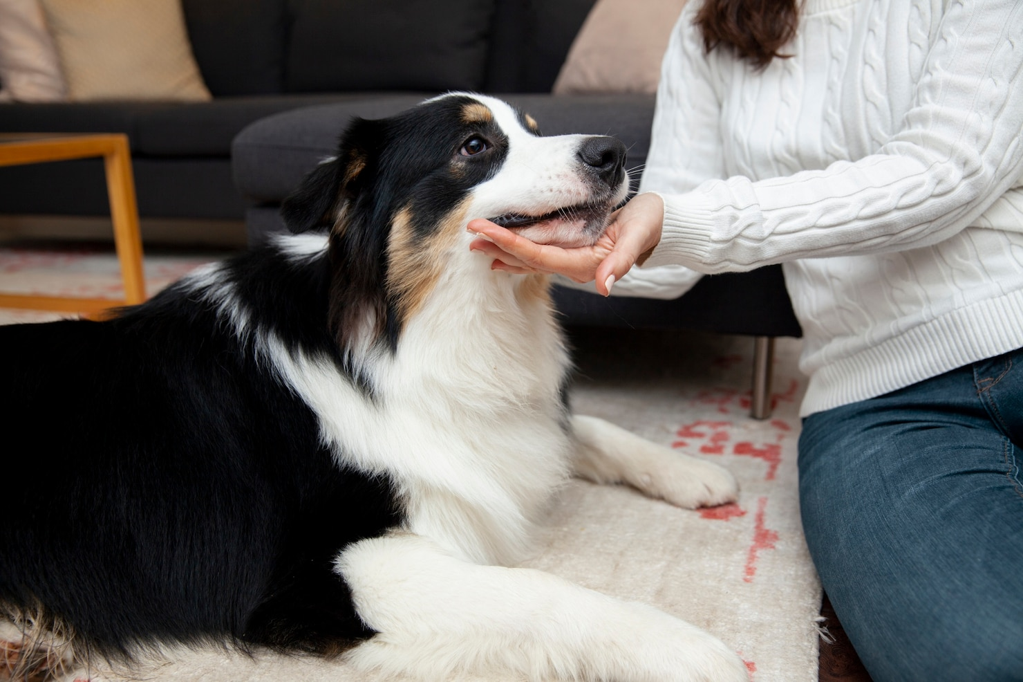 what is hospice care for dogs