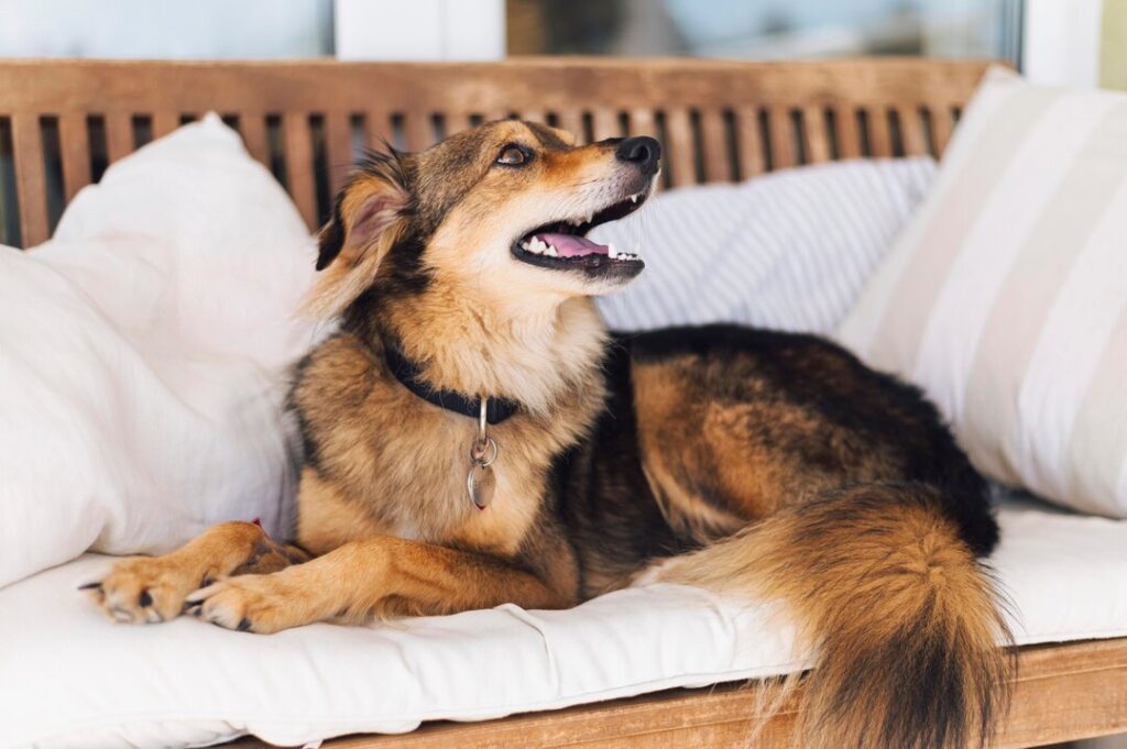 Curated visual reference: Fresh Look at Why Is My Senior Dog Panting At Night How To