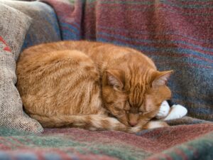 prepare for pet euthanasia