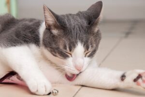 signs my cat is in pain