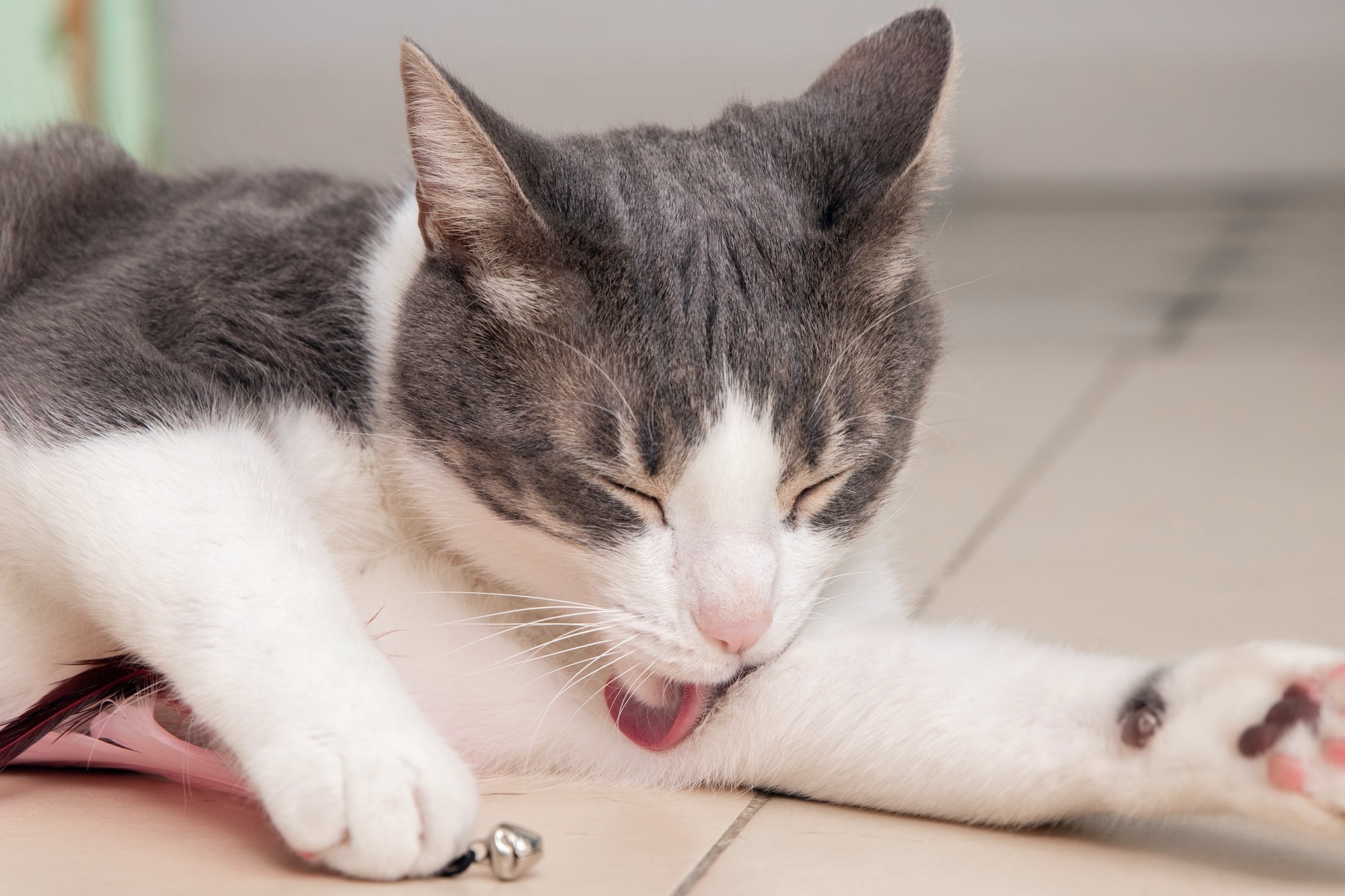 signs my cat is in pain