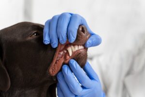signs of dental disease in dogs
