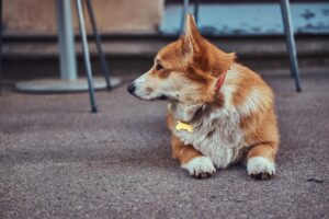 symptoms of arthritis in dogs