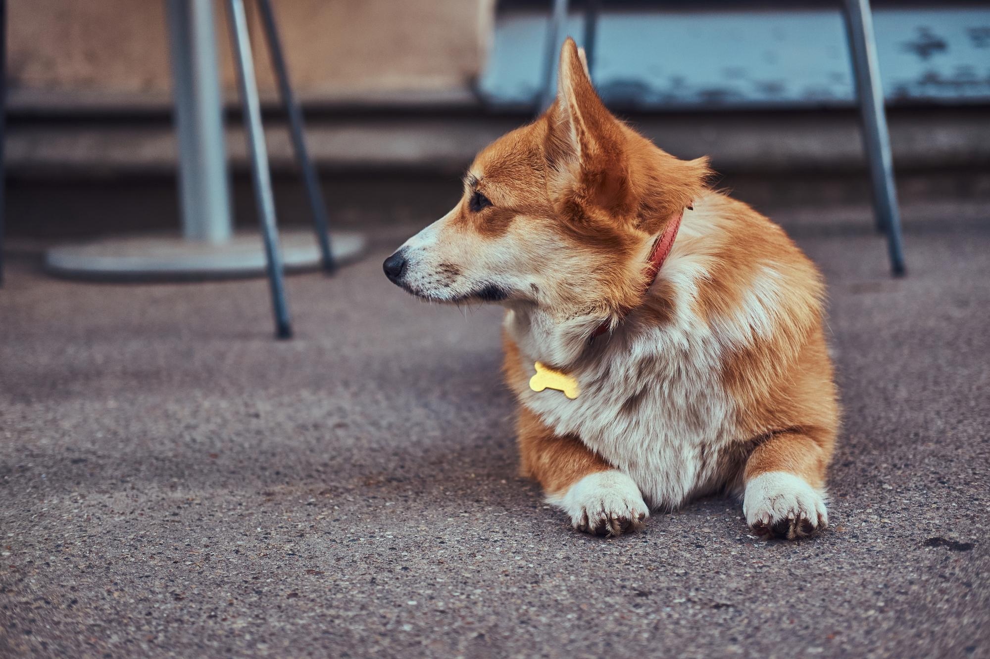 symptoms of arthritis in dogs