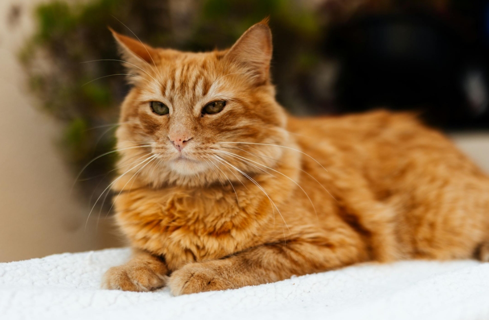 senior cat behavior changes