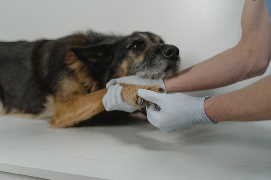 vet that comes to your house