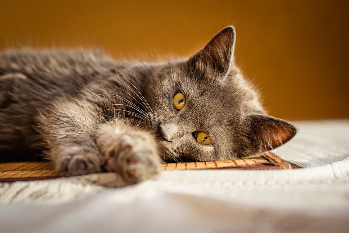 symptoms of cat dementia