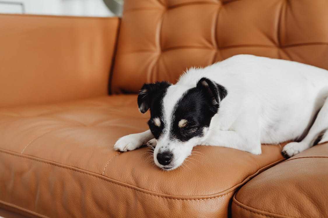 high blood pressure in dogs