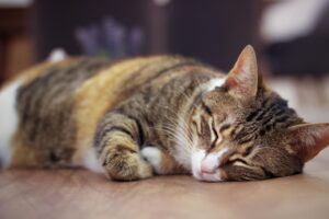 how do i know if my elderly cat is suffering