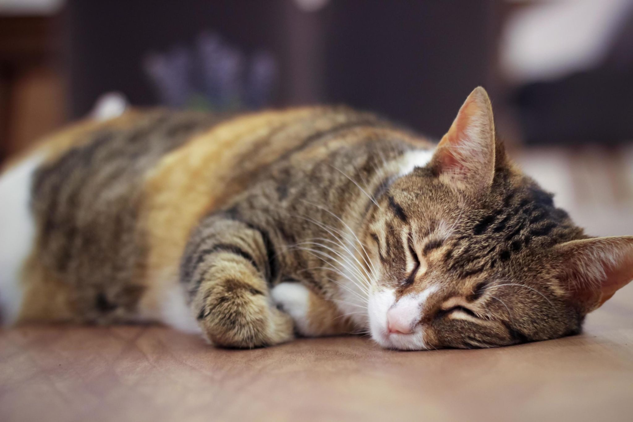 how do i know if my elderly cat is suffering