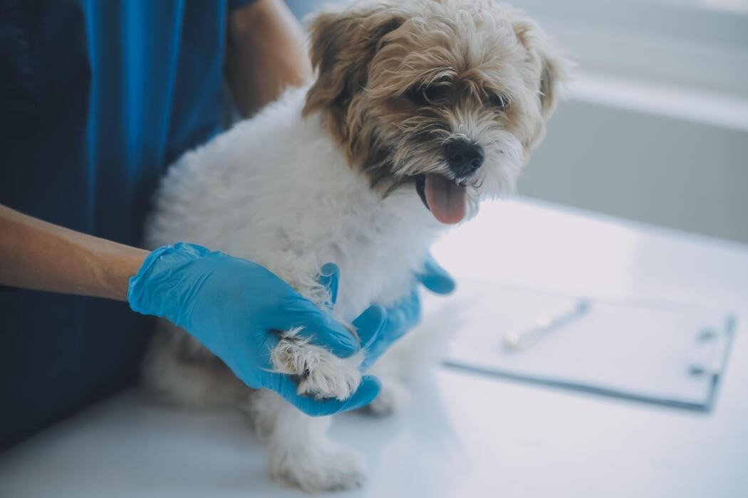 how do mobile vets work