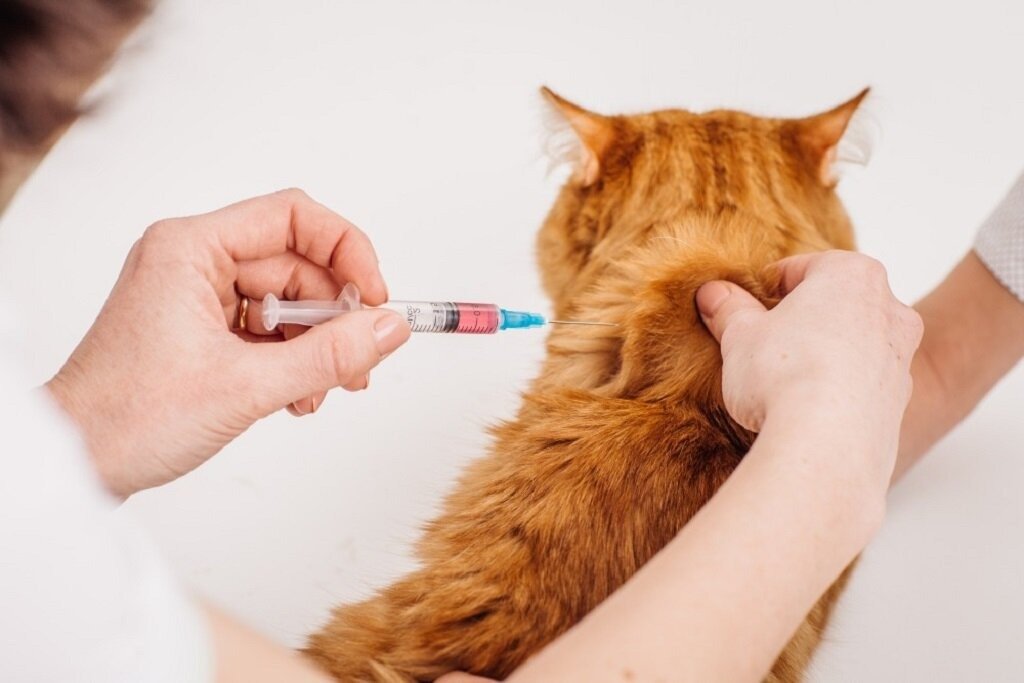 solensia injections for cats