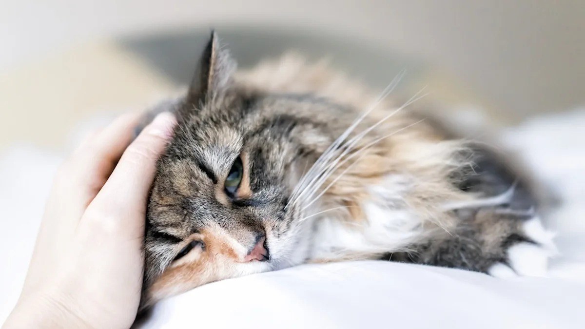 what are the symptoms of cat dementia