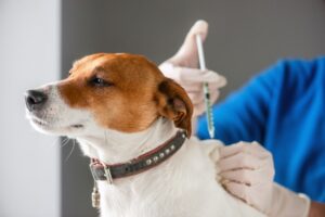 what is librela injection for dogs