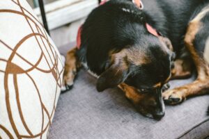 how to manage pain in dogs