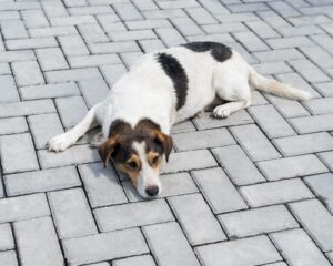senior dog can't walk