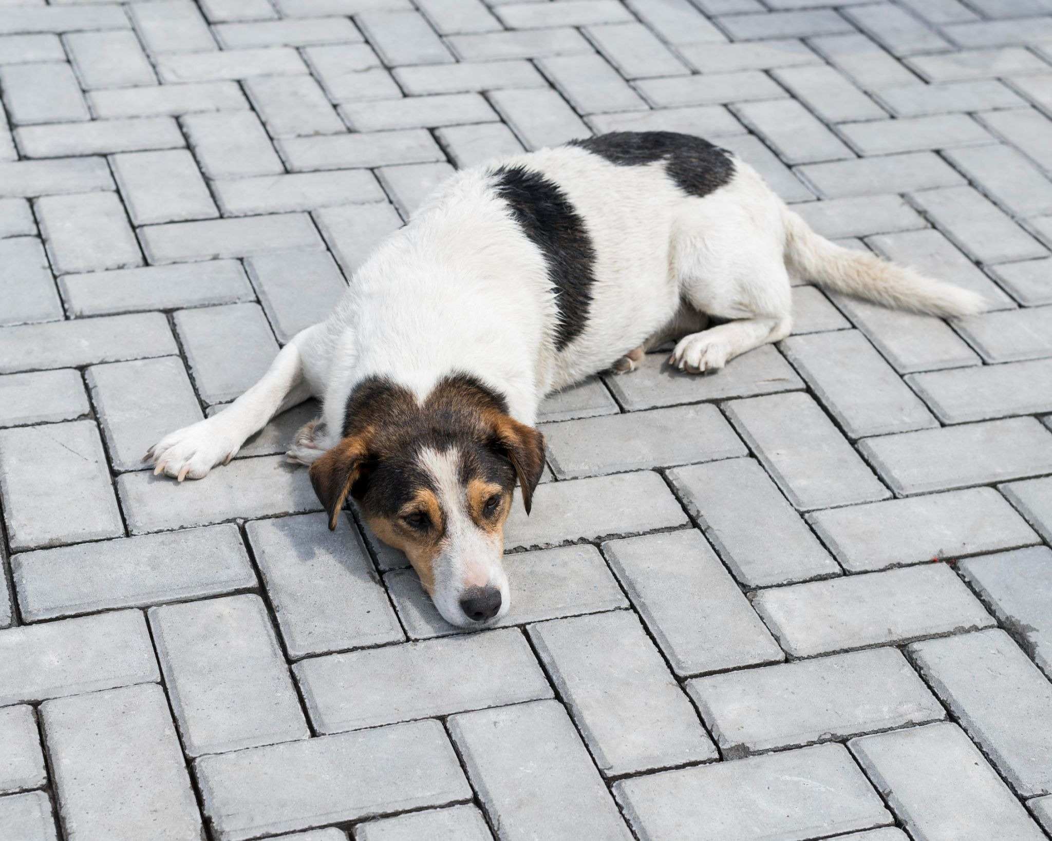 senior dog can't walk