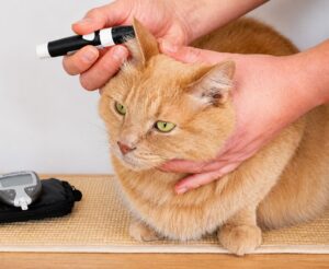 diagnose diabetes in cats