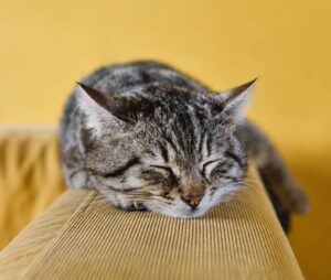 how to know if your cat has arthritis