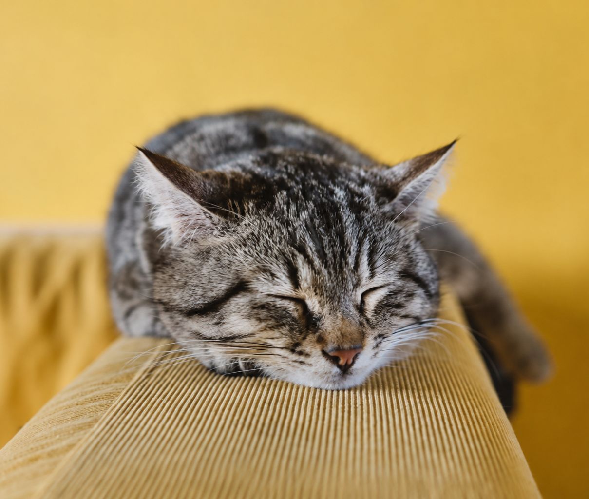 how to know if your cat has arthritis