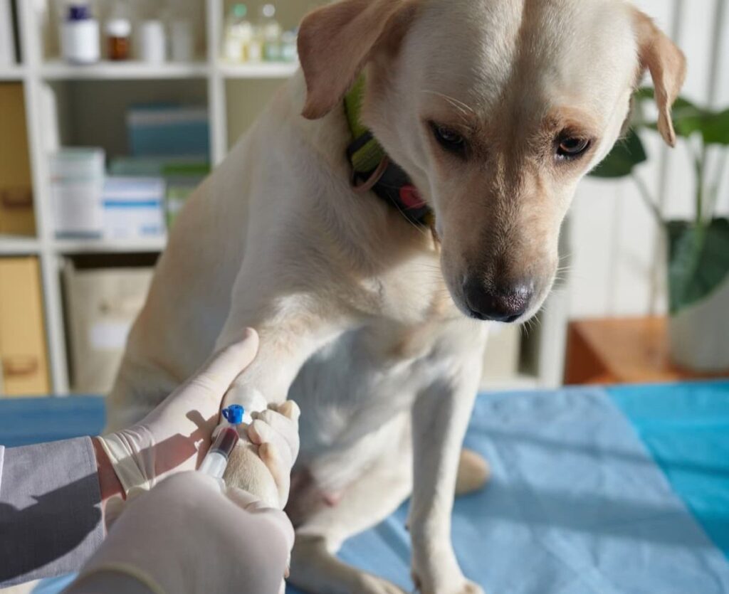 canine diabetes symptoms
