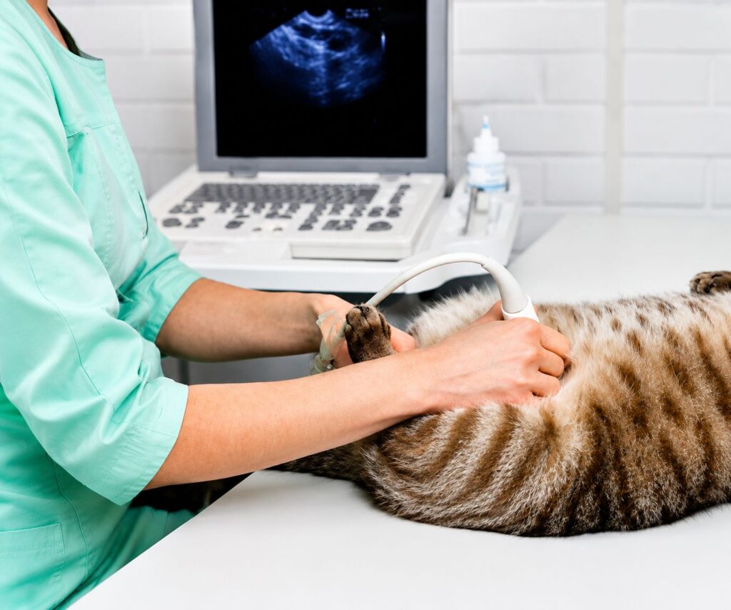 cat abdominal ultrasound