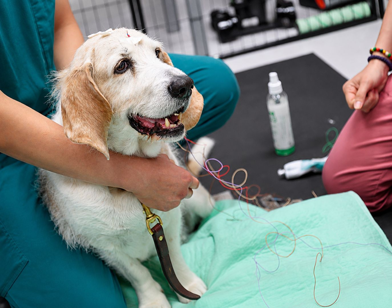 cognitive dysfunction in senior dogs