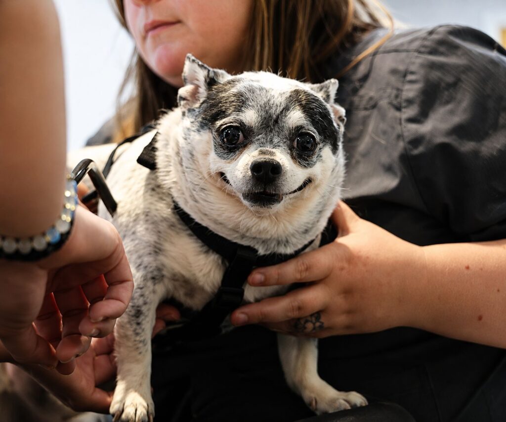 dog dementia symptoms