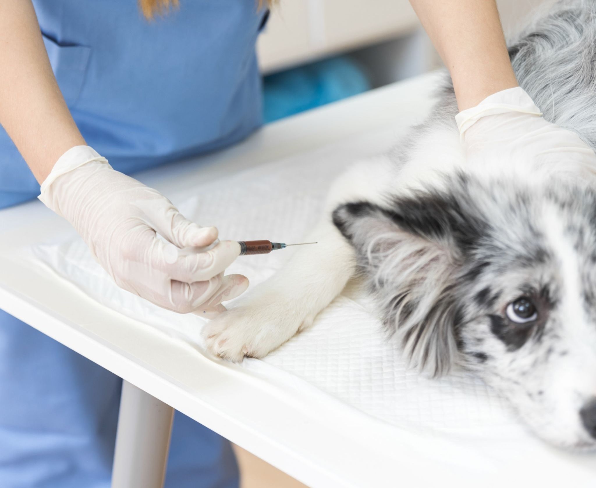 early signs of diabetes in dogs